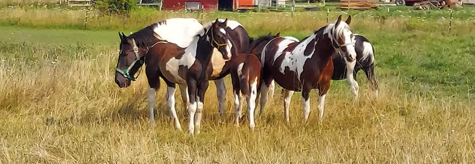 North American Spotted Draft Horse Breeders